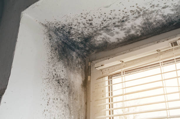 Affordable Commercial Mold Remediation solutions in Drewryville, VA